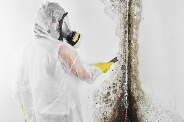 Best Best Mold Removal Companies  in Byron, CA