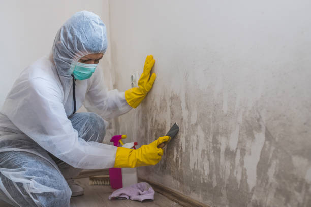 Best Emergency Mold Removal  in Byron, CA