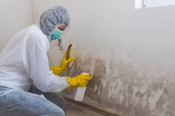 Best Fast Mold Removal  in Byron, CA