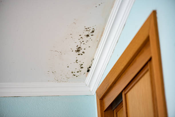 Best Attic Mold Removal  in Byron, CA