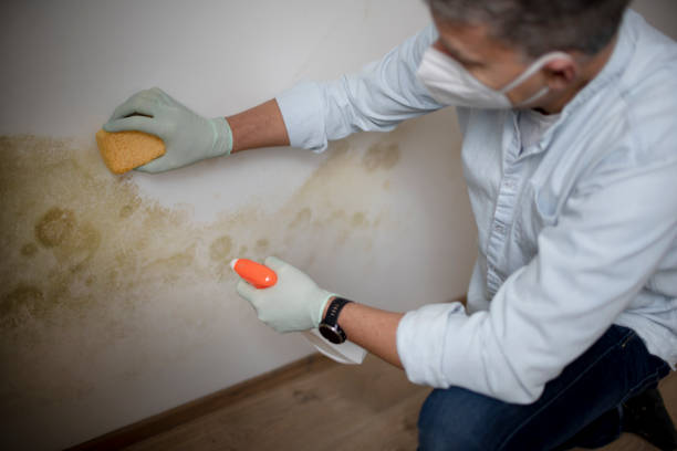 Professional Mold Removal in Byron, CA
