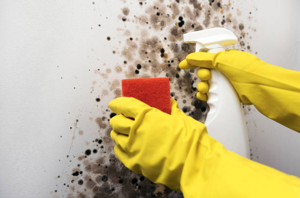 Best Mold Remediation  in Byron, CA