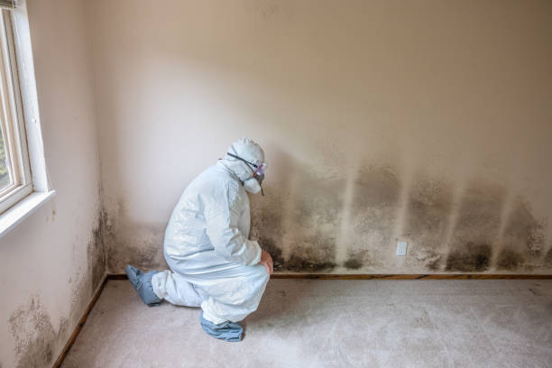 Best Commercial Mold Removal  in Byron, CA