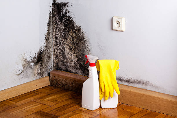 Best Affordable Mold Removal  in Byron, CA