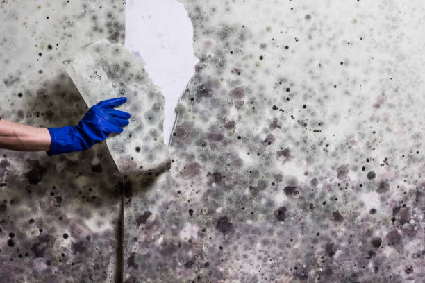 Best Best Mold Removal Companies  in Byron, CA