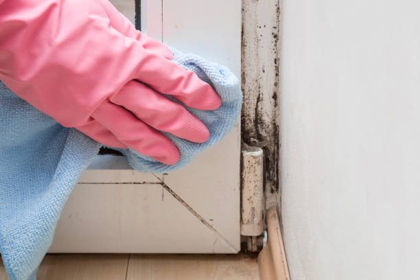 Best Mold Cleaning Services  in Byron, CA